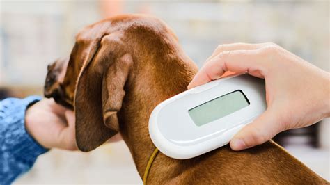 microchip pet protection